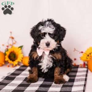 Elaine, Mini Bernedoodle Puppy
